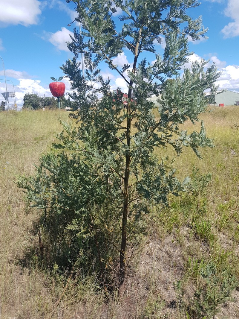 Acacia leucoclada photo 5