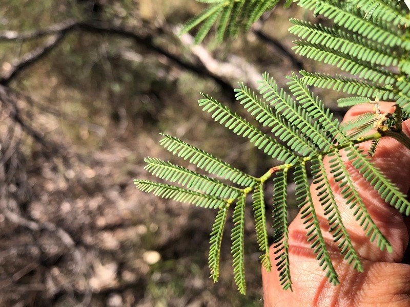 Acacia leucoclada photo 6