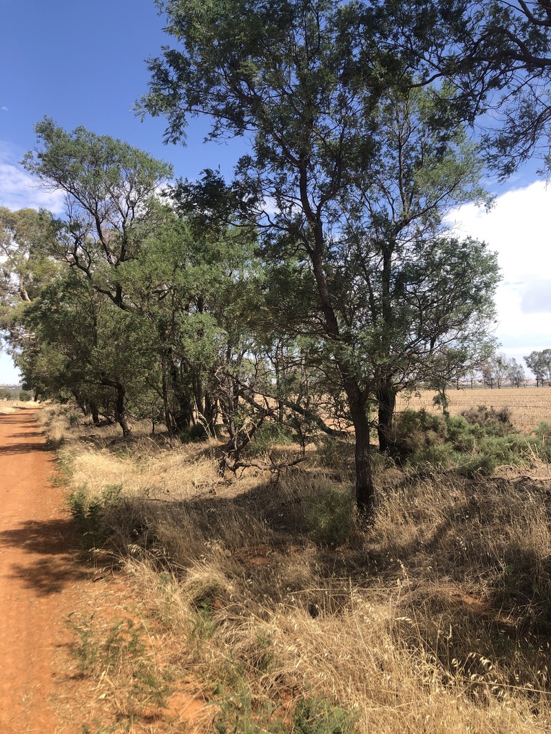 Acacia leucoclada photo 8
