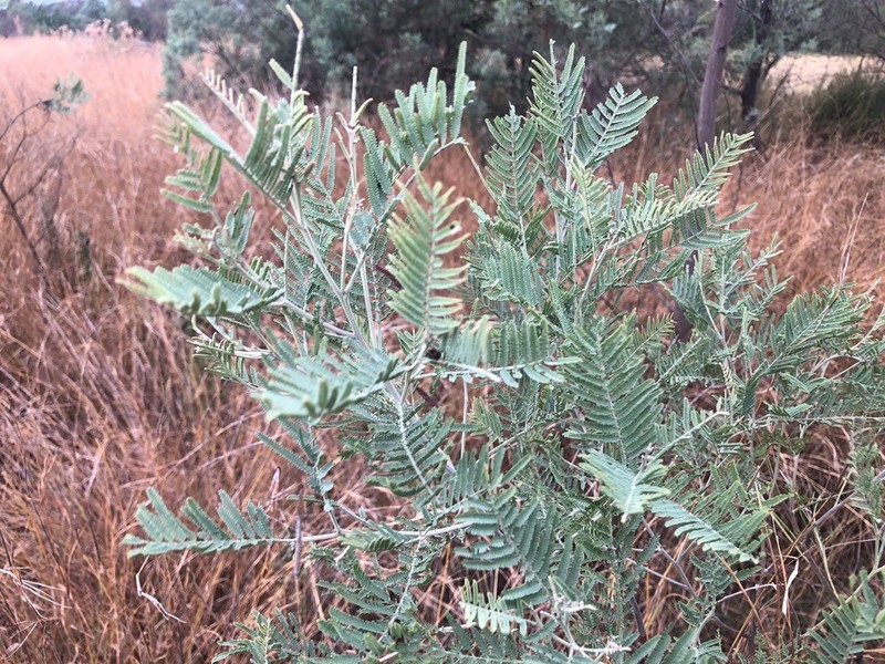 Acacia leucoclada subsp. argentifolia photo 2