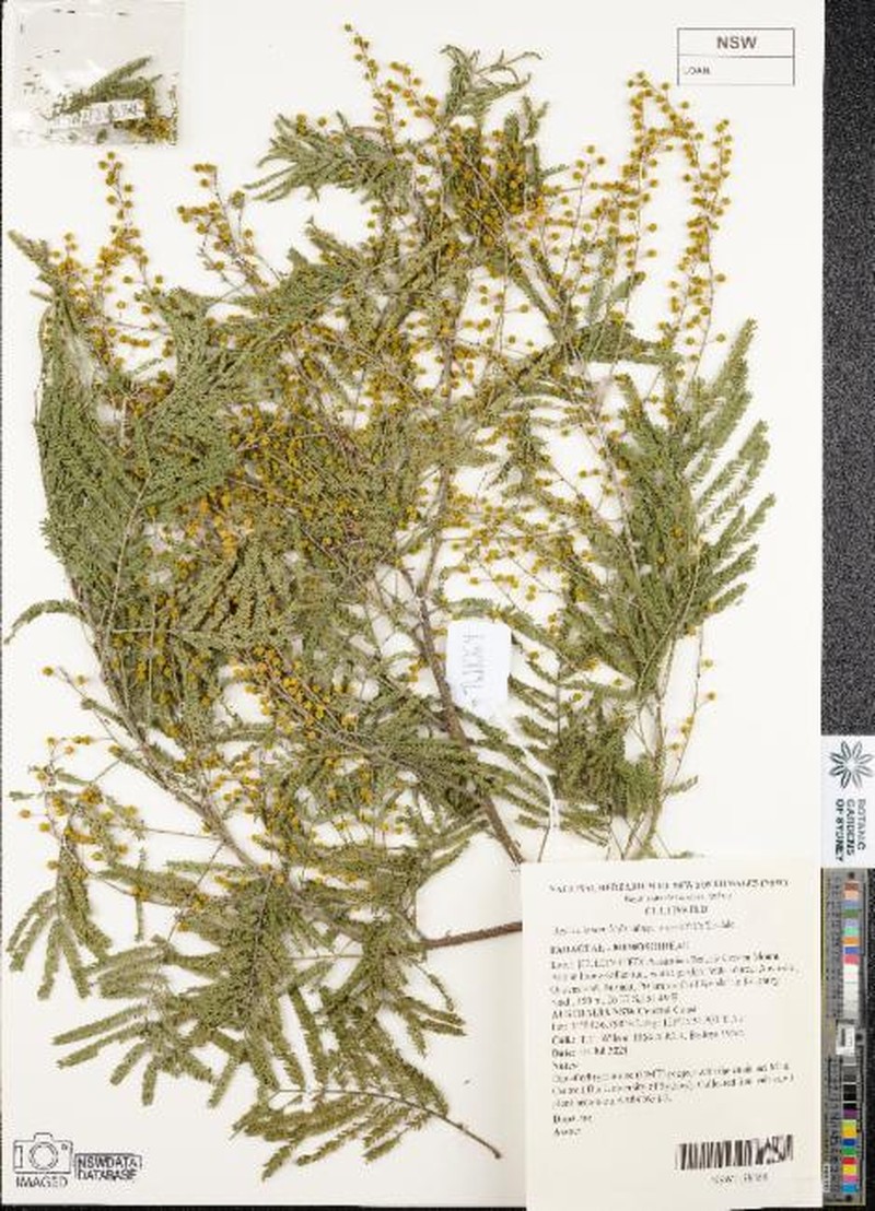 Acacia leucoclada subsp. argentifolia photo 4