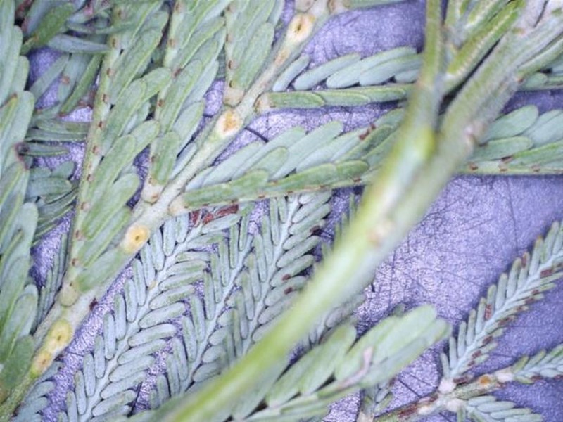 Acacia leucoclada subsp. leucoclada