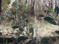 Acacia leucolobia