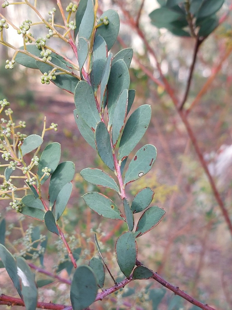 Acacia leucolobia photo 2