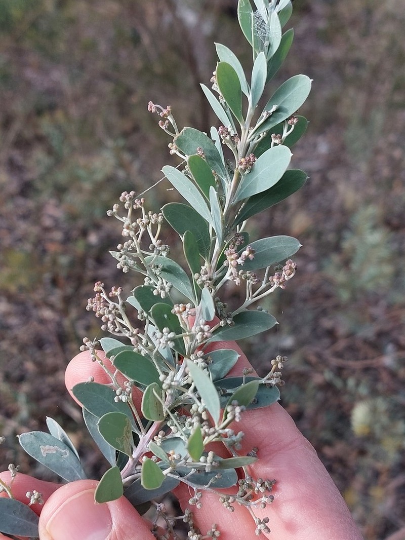 Acacia leucolobia photo 3