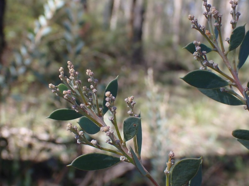 Acacia leucolobia photo 4