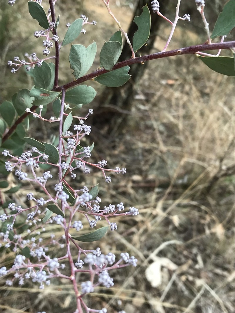 Acacia leucolobia photo 5