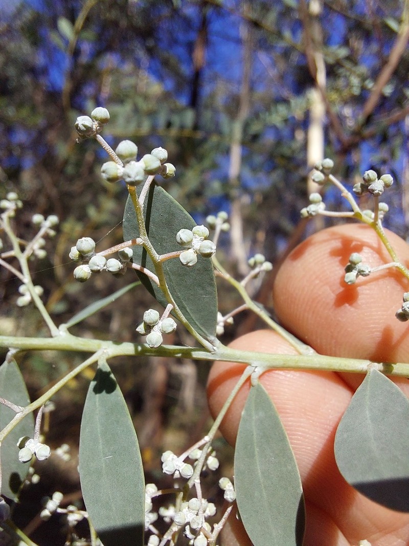 Acacia leucolobia photo 6