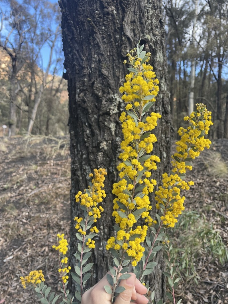 Acacia leucolobia photo 7