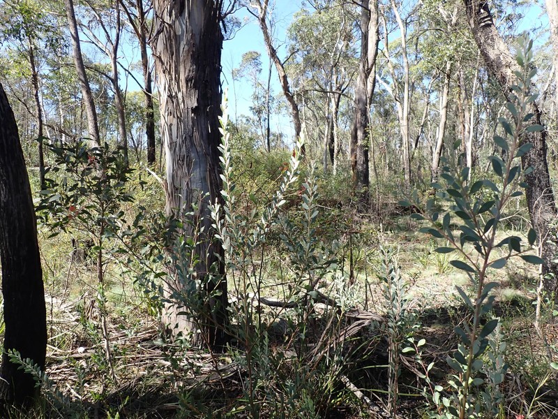 Acacia leucolobia photo 8