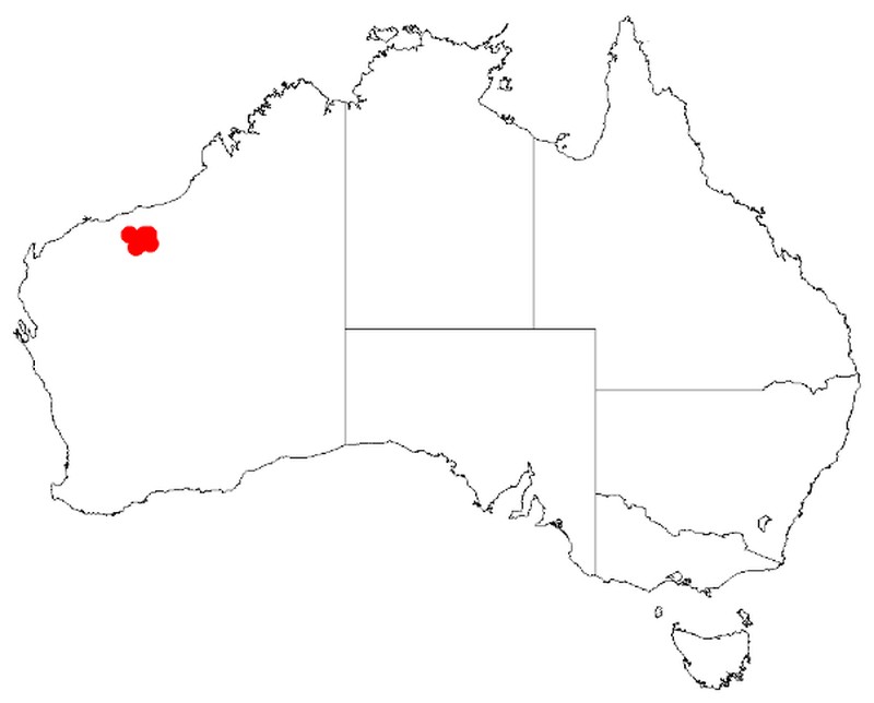 Acacia levata