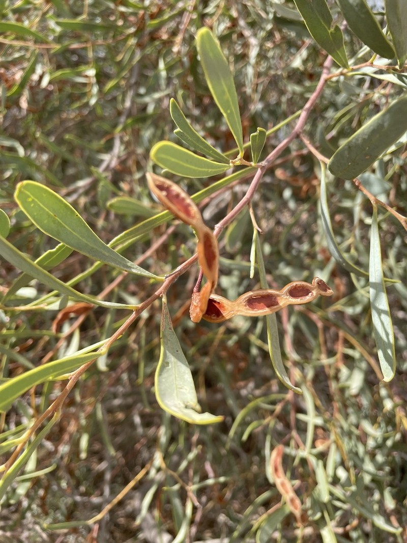 Acacia photo 4