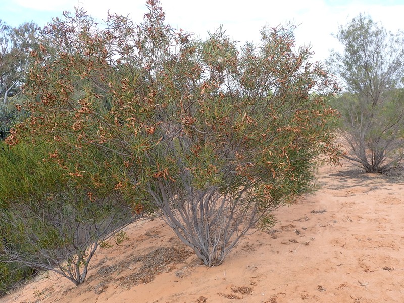 Acacia photo 5