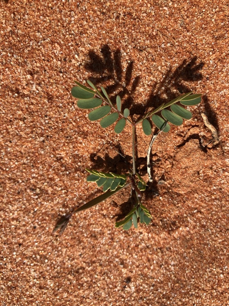Acacia photo 6