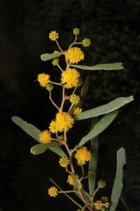 Acacia
