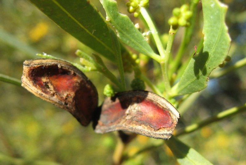 Acacia photo 2