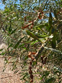 Acacia ligustrina