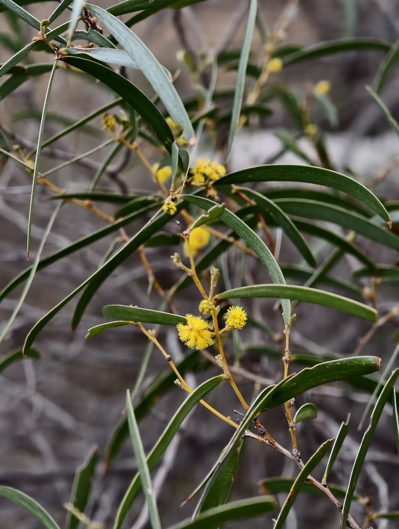 Acacia ligustrina photo 2