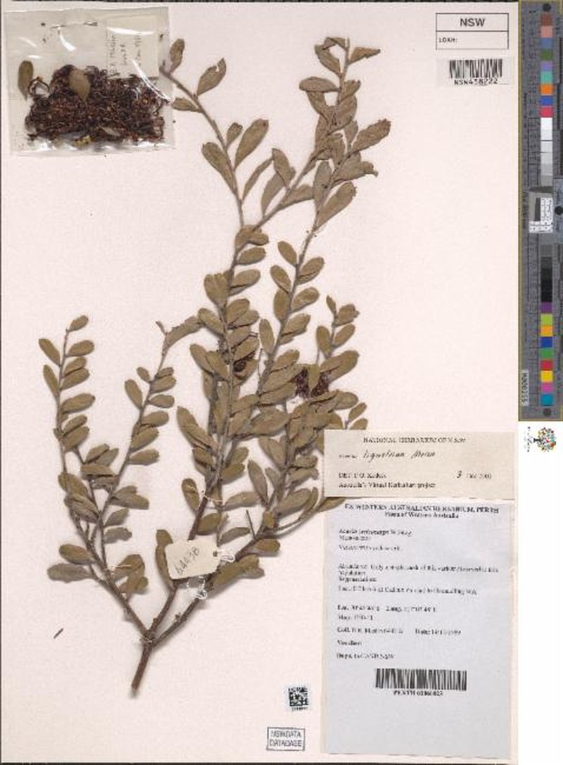 Acacia ligustrina photo 3