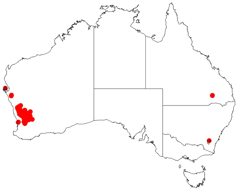 Acacia ligustrina
