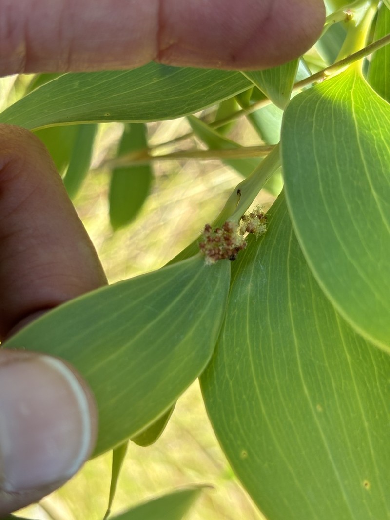 Acacia limbata
