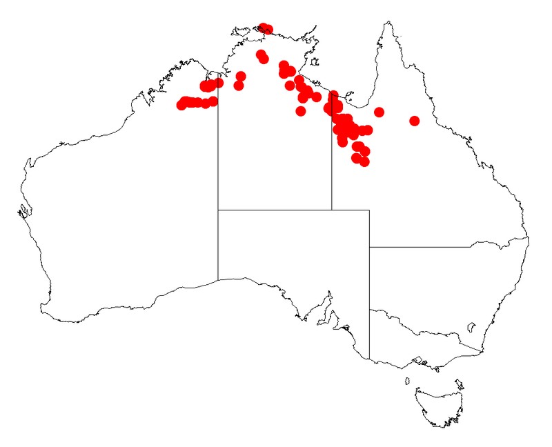 Acacia limbata