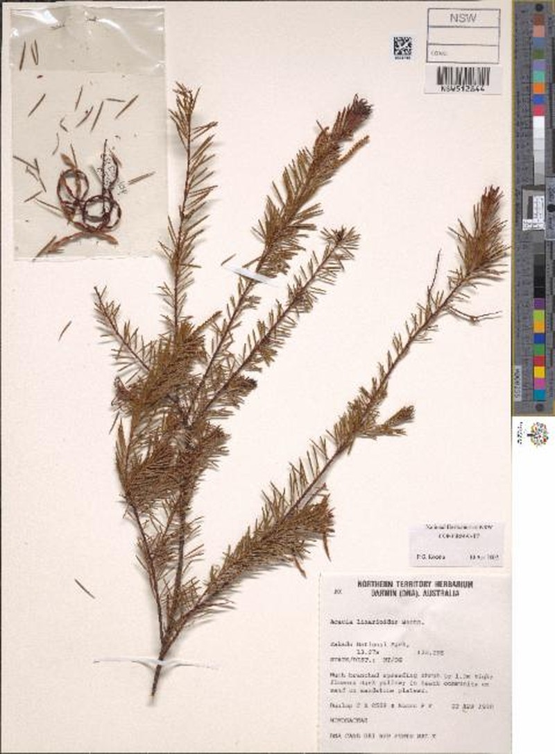 Acacia linarioides photo 2