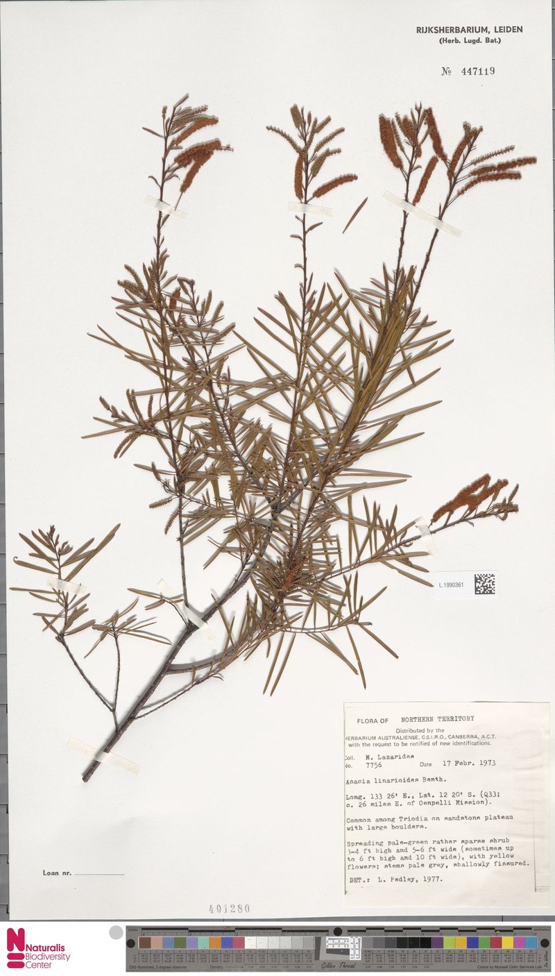 Acacia linarioides photo 3