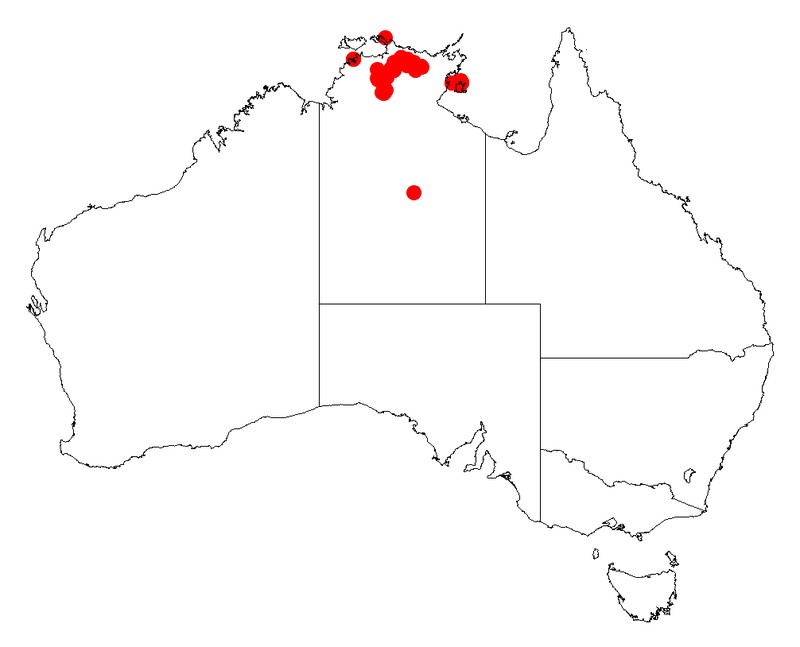 Acacia linarioides