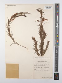 Acacia linarioides