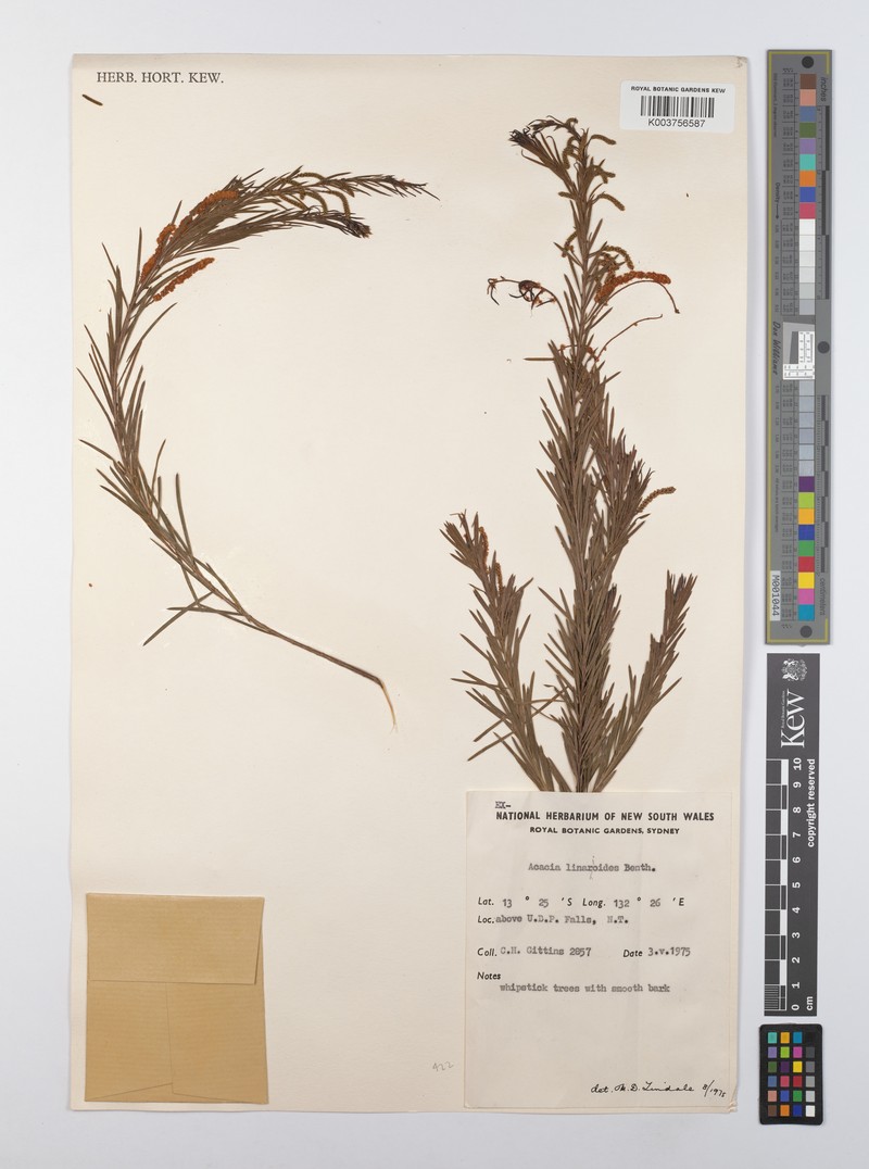 Acacia linarioides photo 2