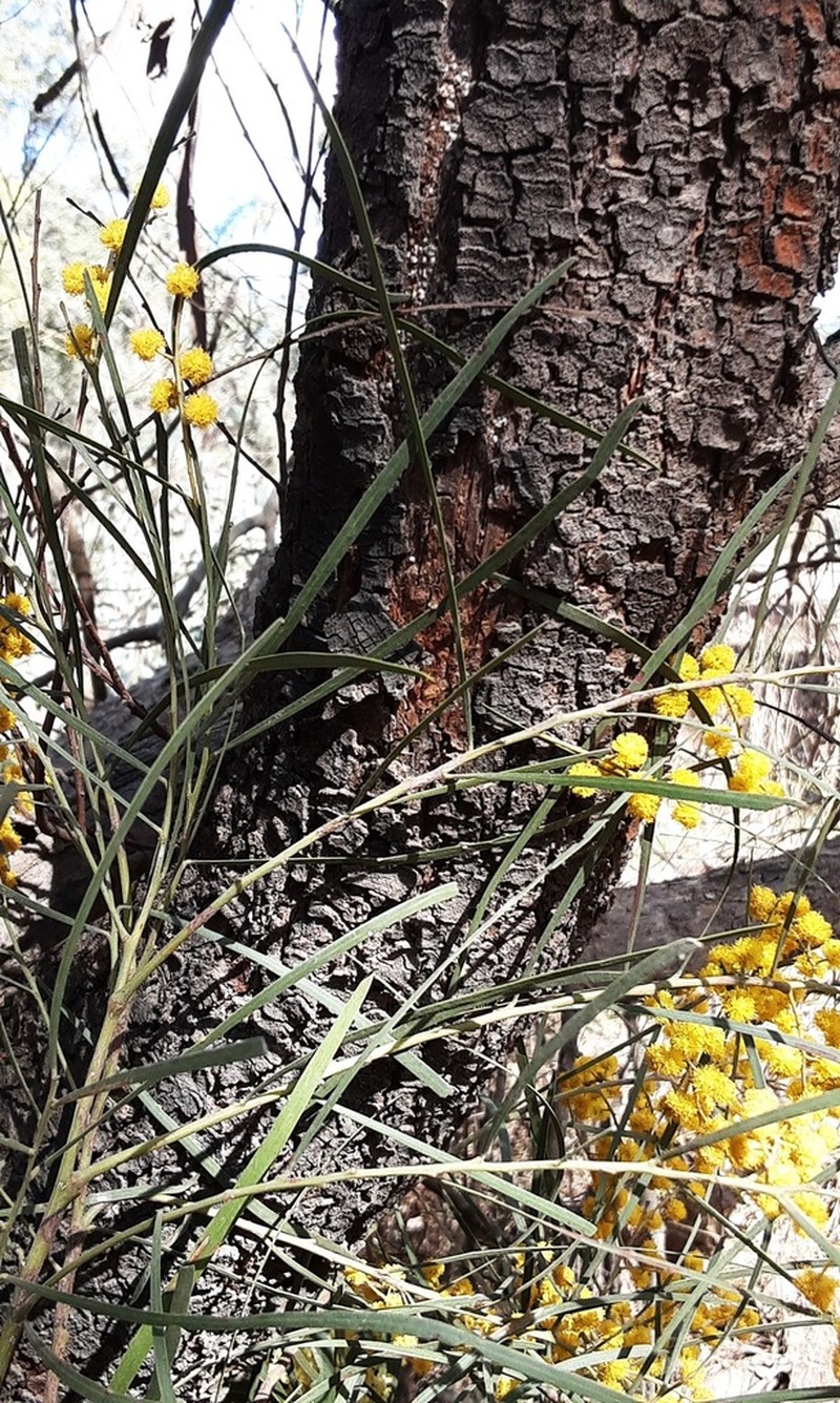 Acacia linearifolia photo 2
