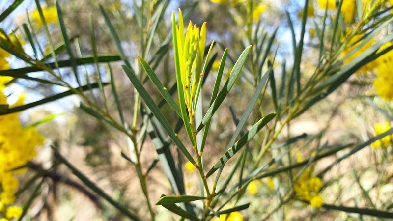 Acacia linearifolia photo 3