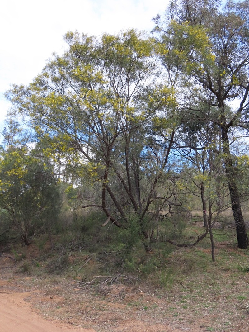 Acacia linearifolia photo 4