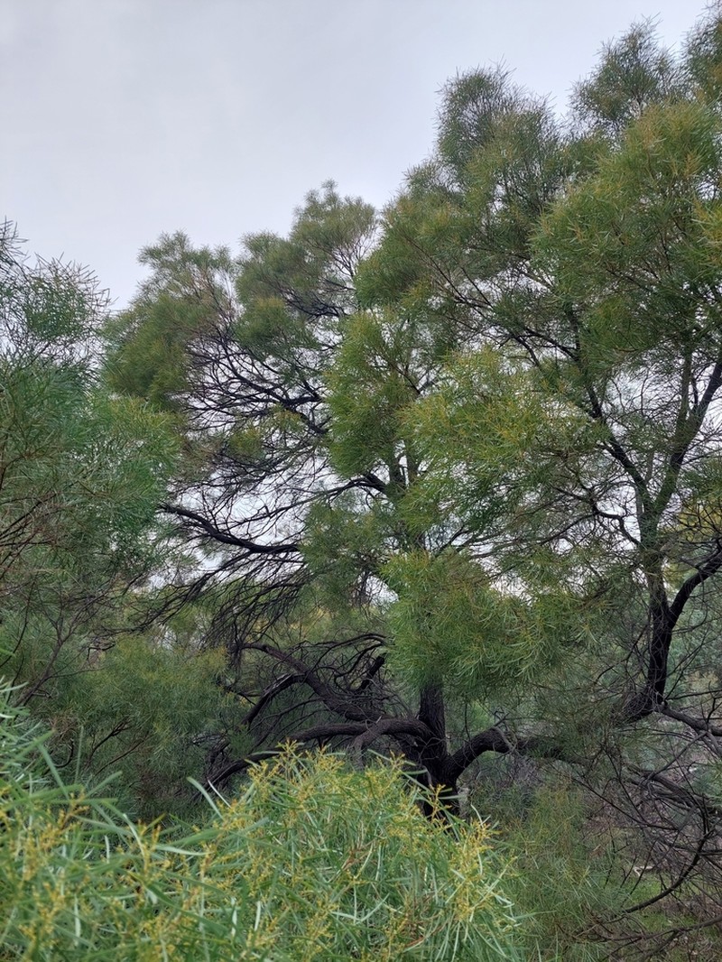 Acacia linearifolia photo 5