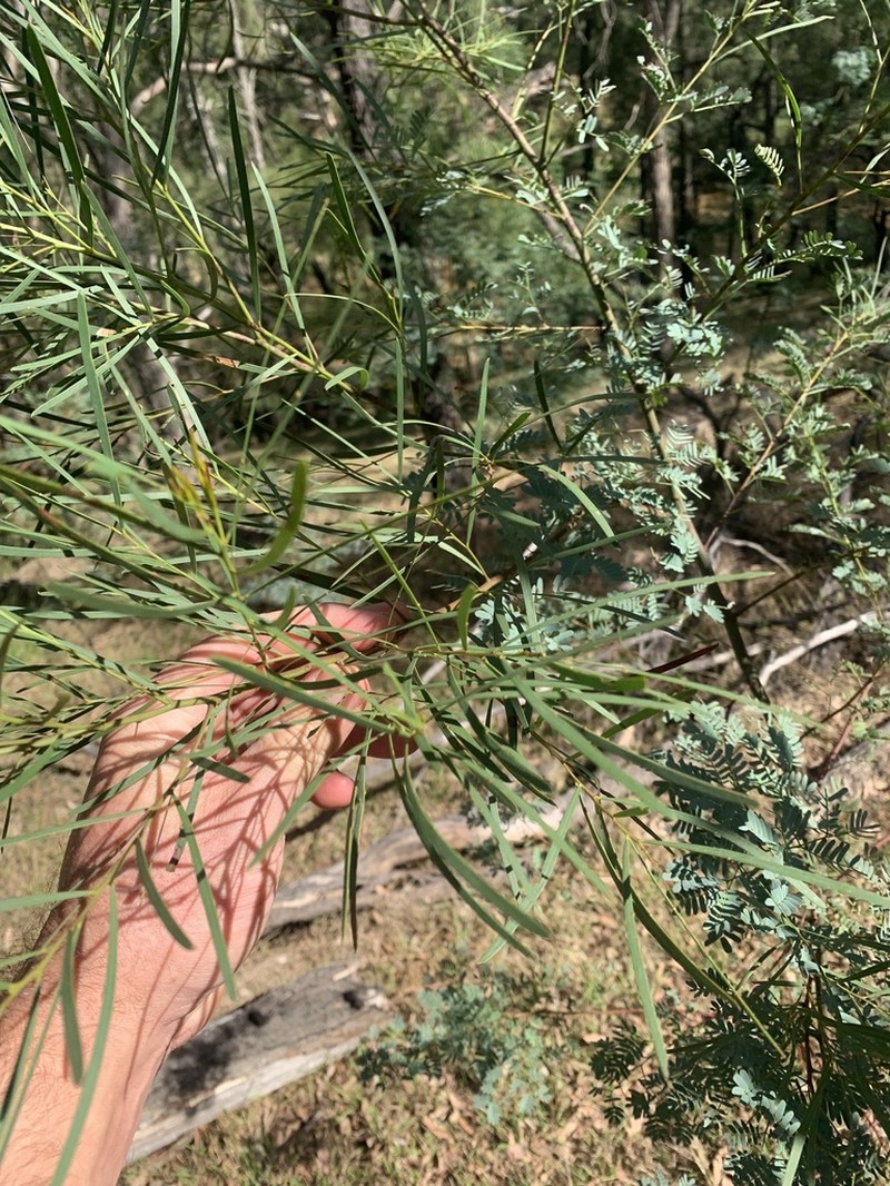 Acacia linearifolia photo 6