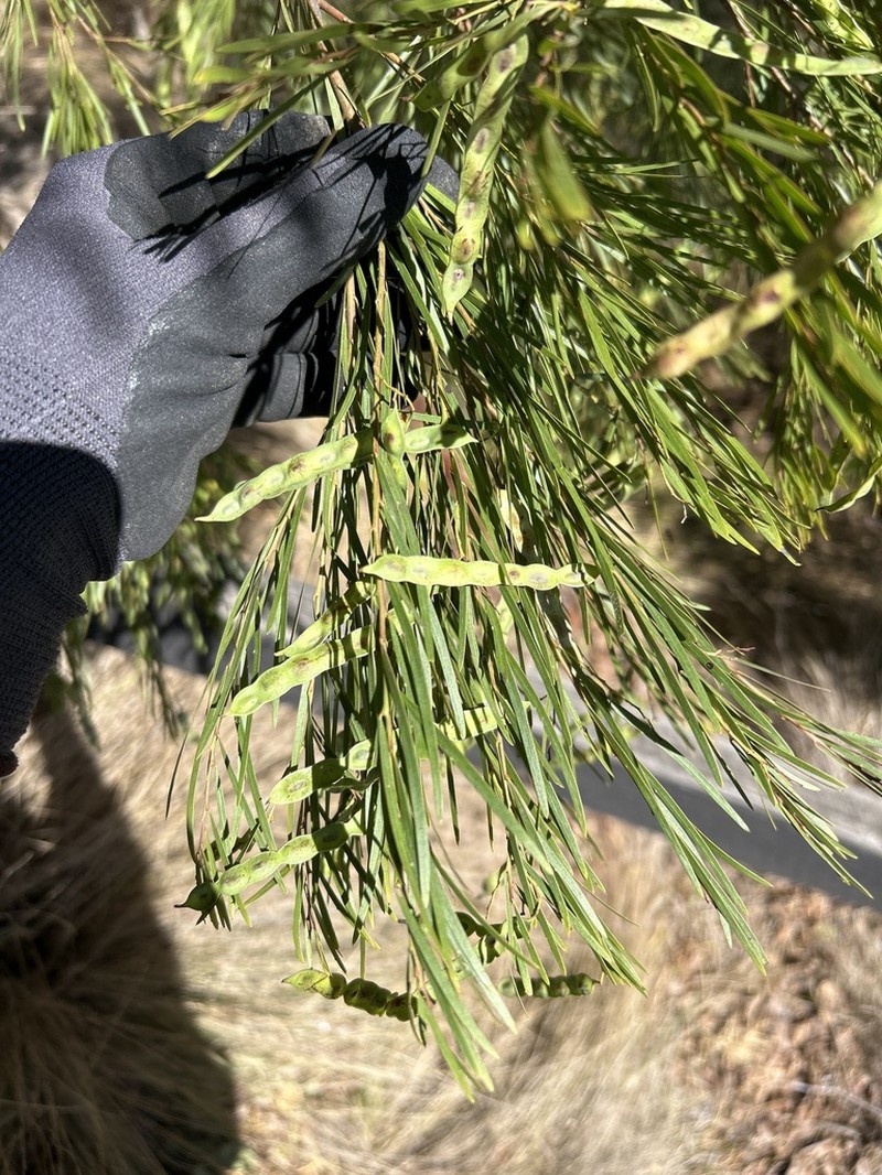 Acacia linearifolia photo 7