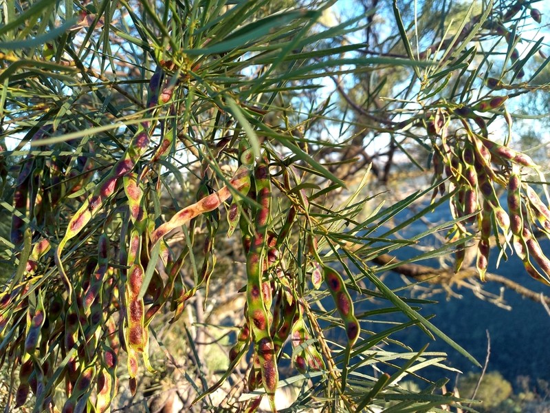 Acacia linearifolia photo 8