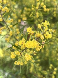 Acacia lineata