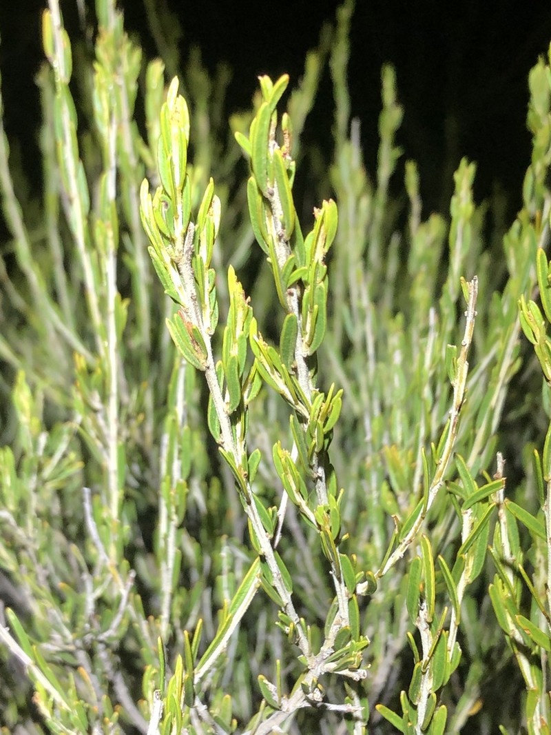 Acacia lineata photo 5
