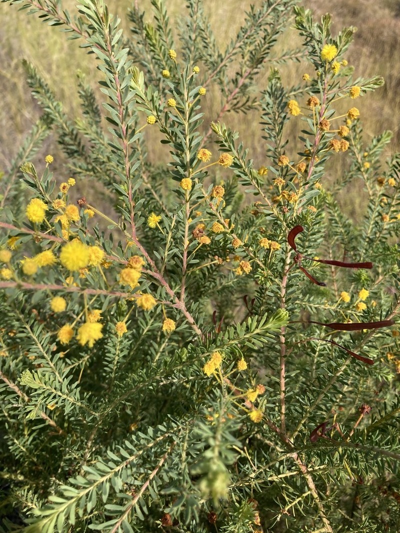 Acacia lineata photo 7