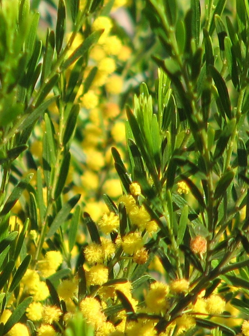 Acacia lineata