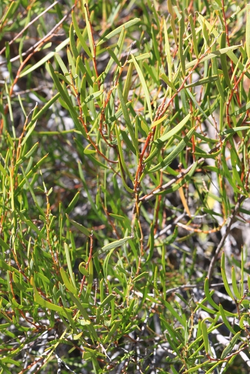 Acacia lineolata photo 4
