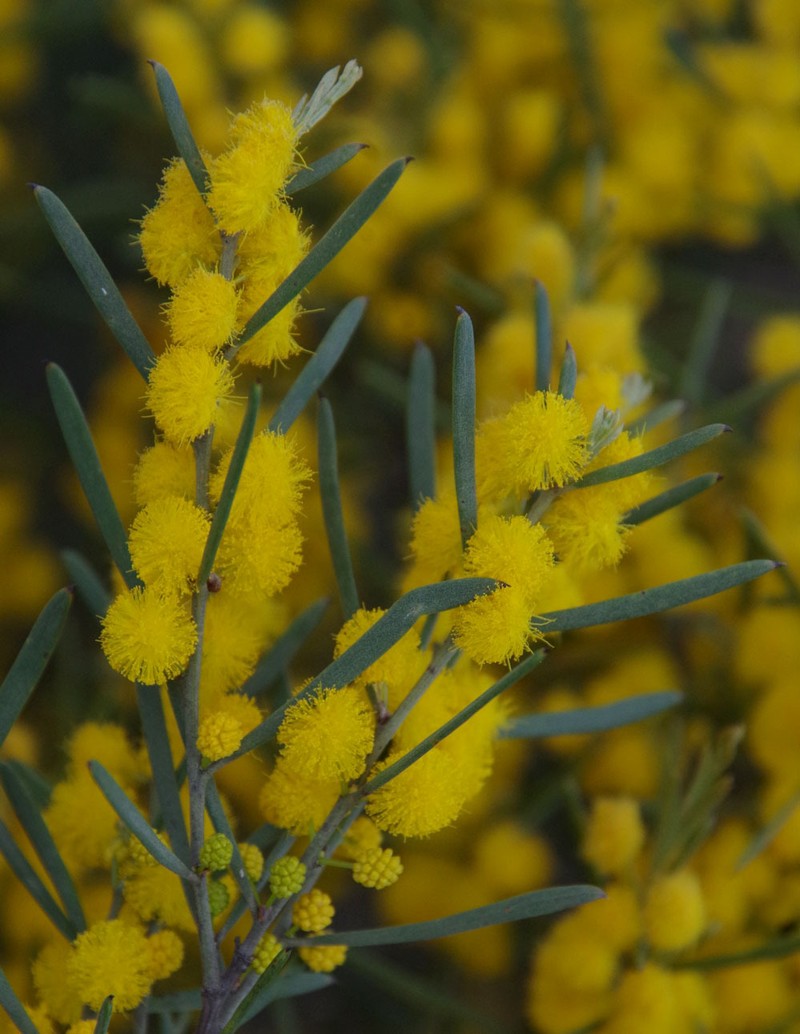 Acacia lineolata