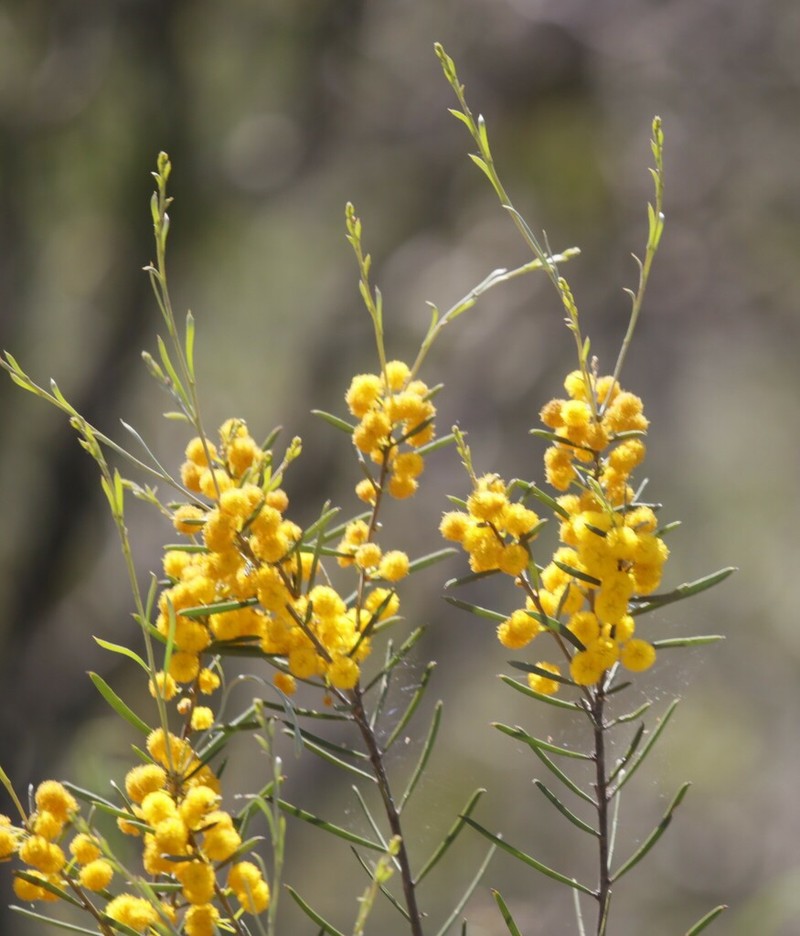 Acacia lineolata photo 3