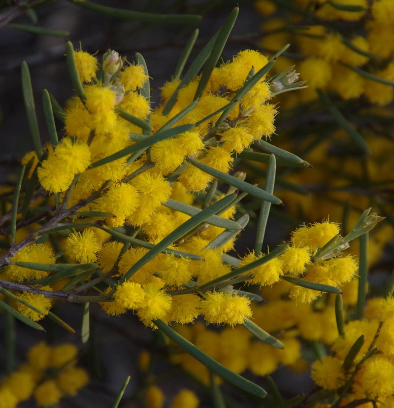 Acacia lineolata subsp. lineolata photo 2