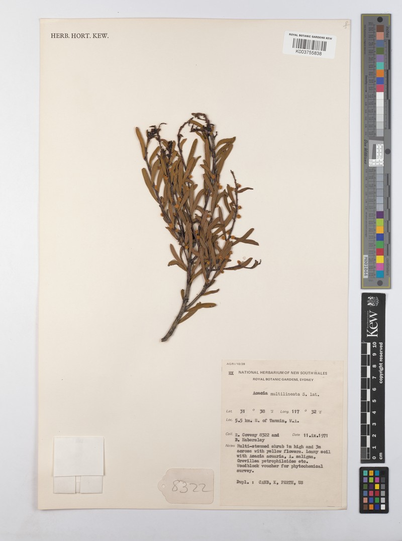 Acacia lineolata subsp. multilineata
