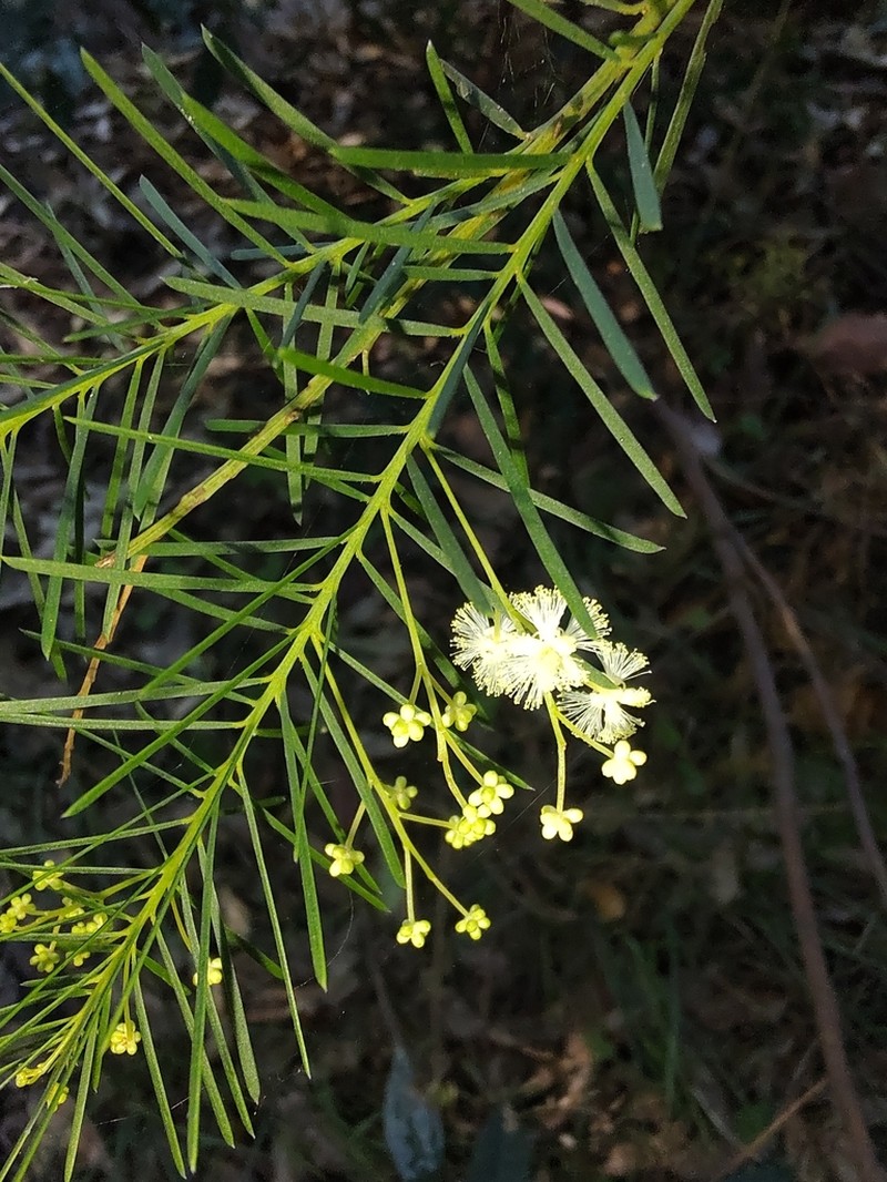 Acacia linifolia photo 2