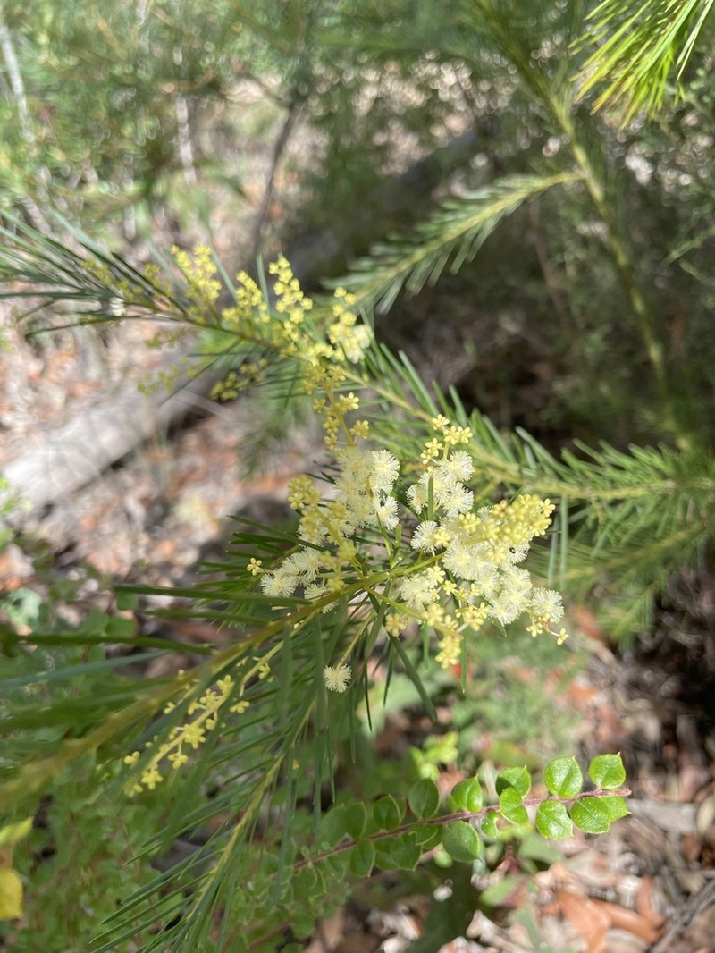 Acacia linifolia photo 3