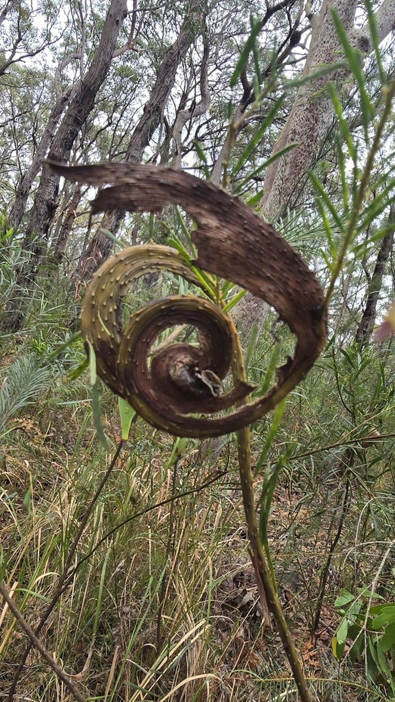 Acacia linifolia photo 4